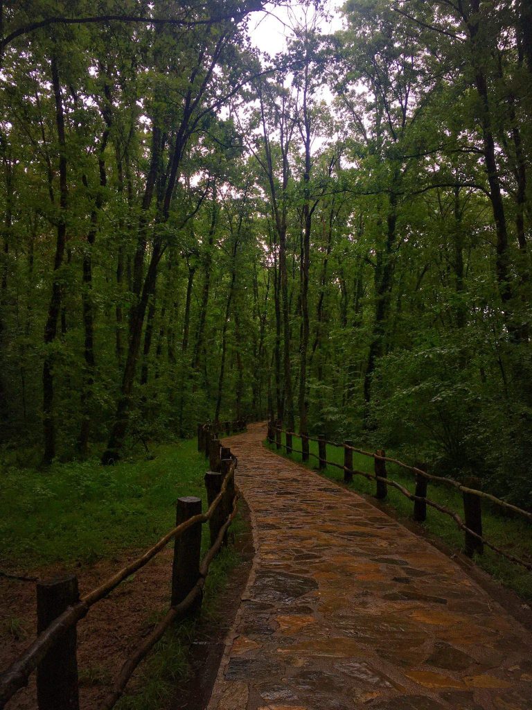 Ormanya