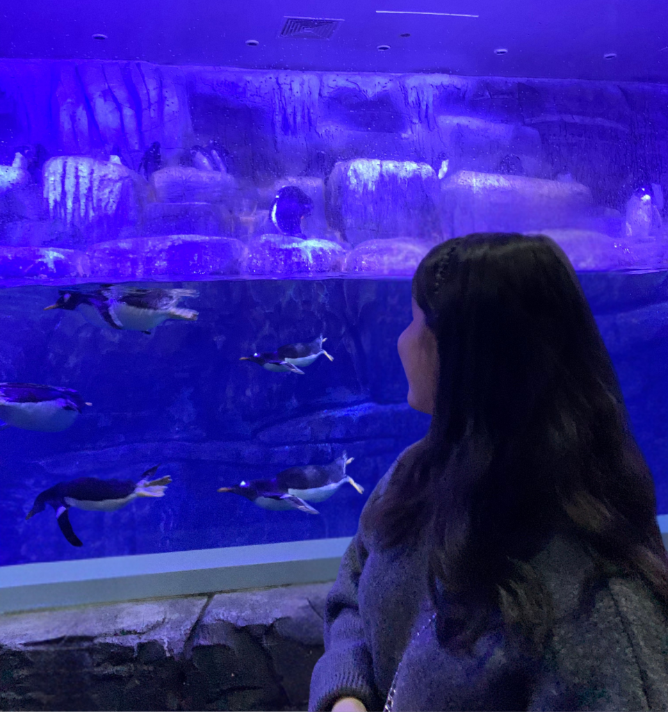 İstanbul Florya Akvaryum Penguen